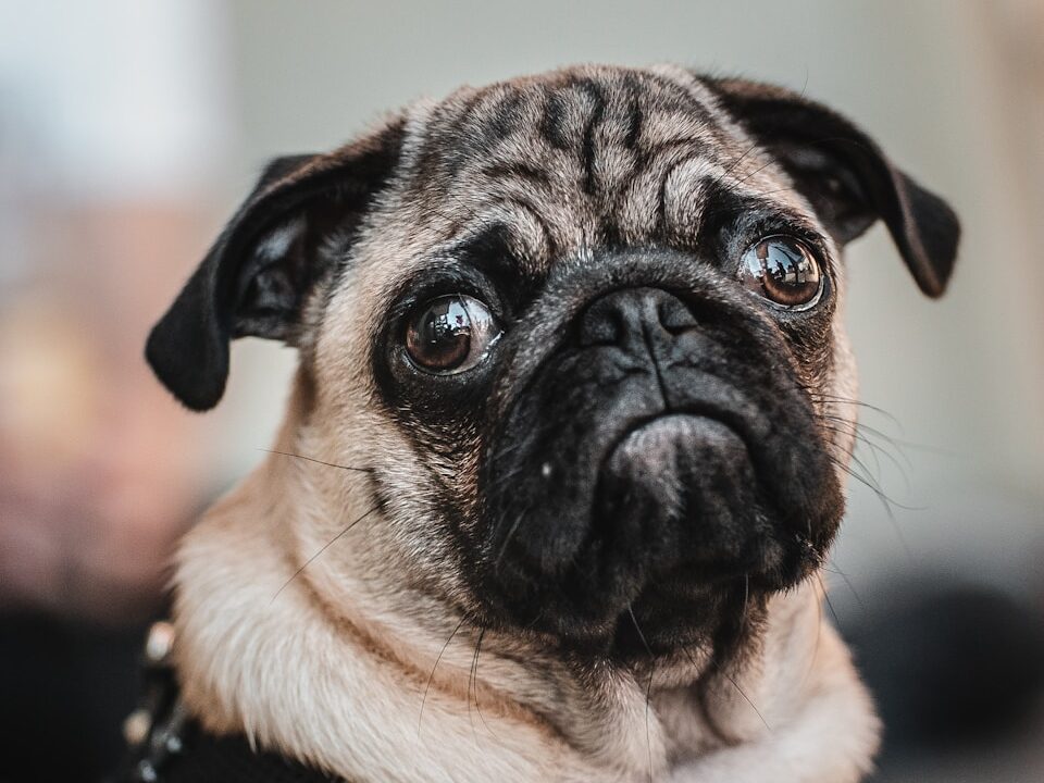 fawn pug
