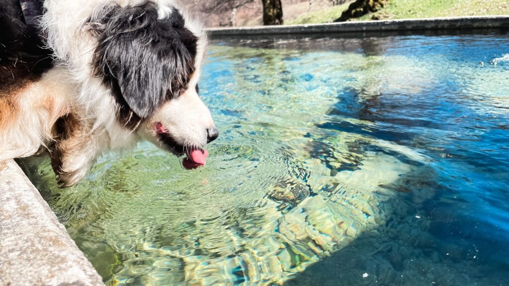 a dog standing next to a body of water