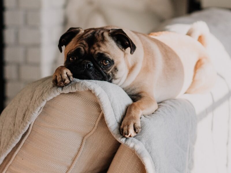 fawn pug lying on gray blanket