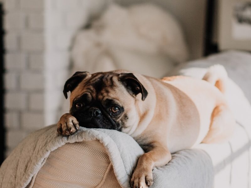fawn pug lying on gray blanket