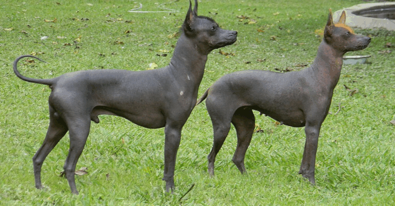 10 Things You Should Know About The Argentine Pila Dog