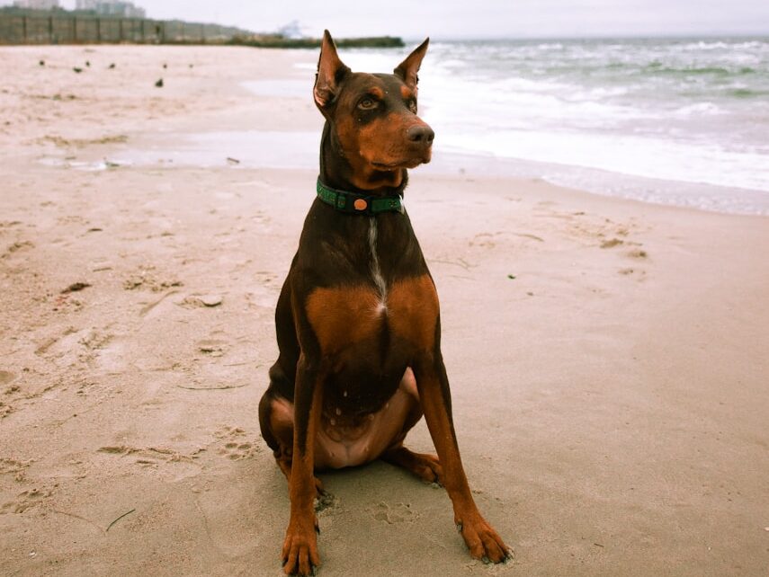 black and brown Doberman dog sitting on shore
