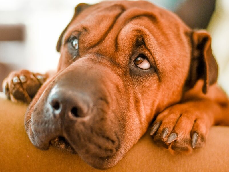 selective focus photography of brown dog on sofa