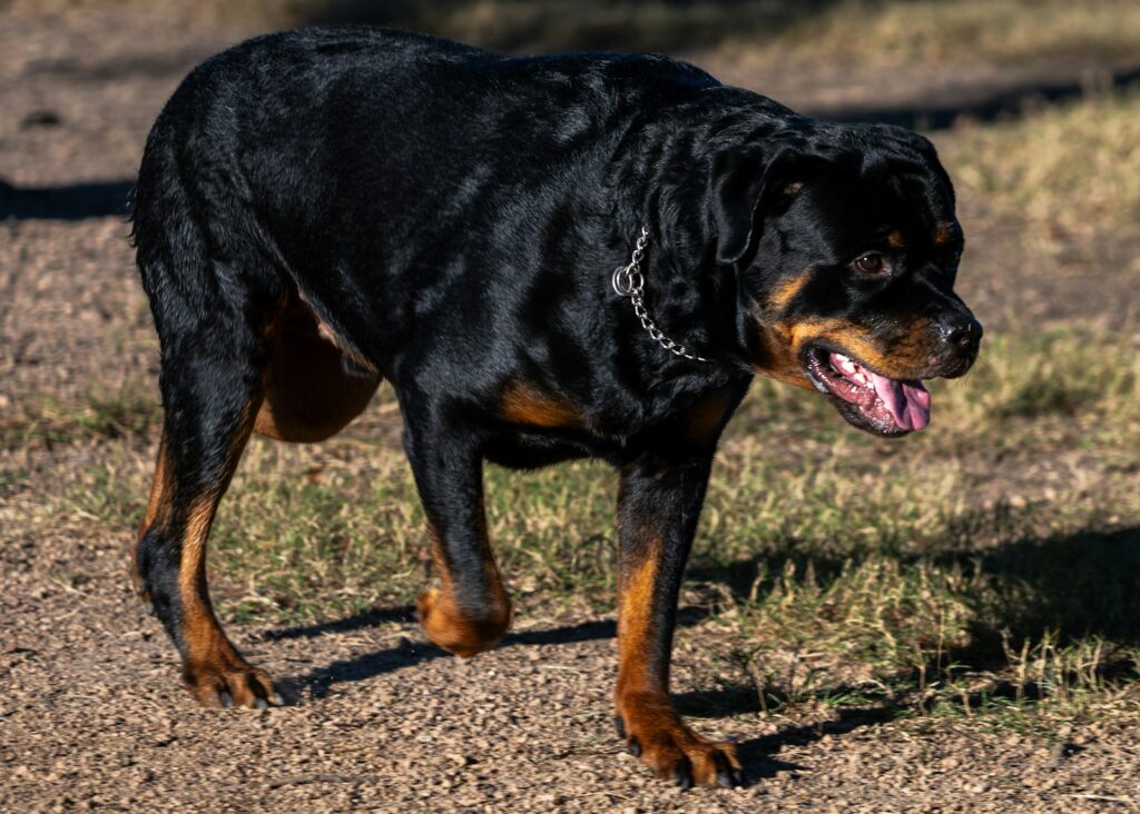 A black and brown dog standing on top of a dirt field