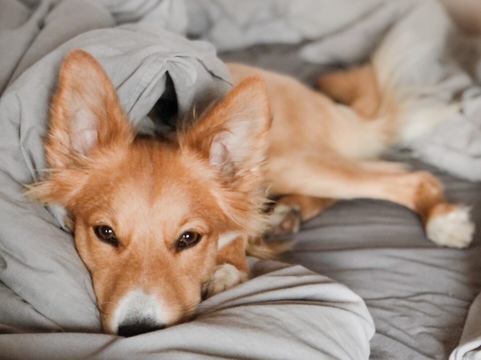 brown and white long coated dog lying on gray textile