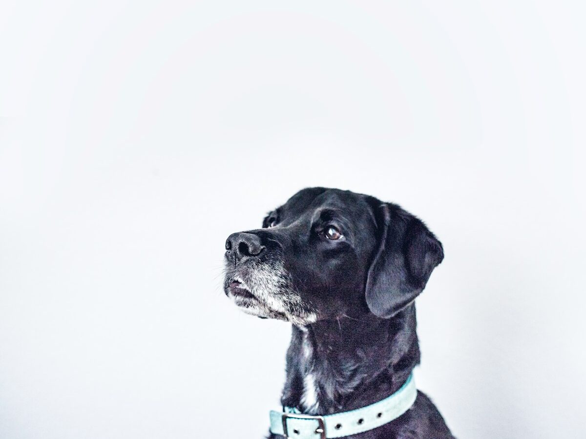 black dog with white collar