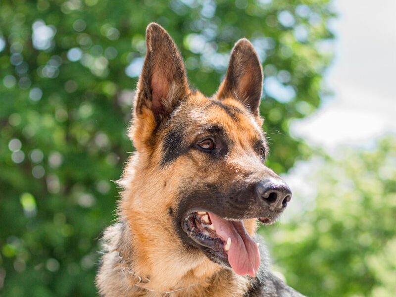 black and tan german shepherd