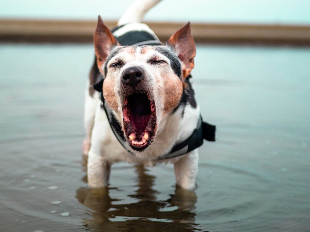 white and black short coat dog running on water during daytime