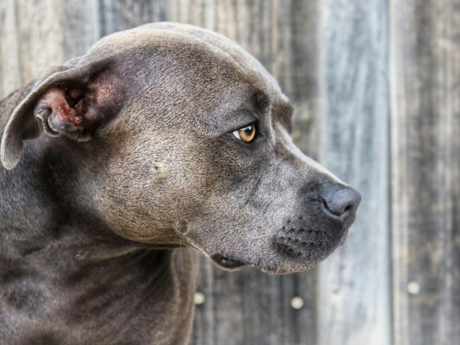 a close up of a dog near a fence