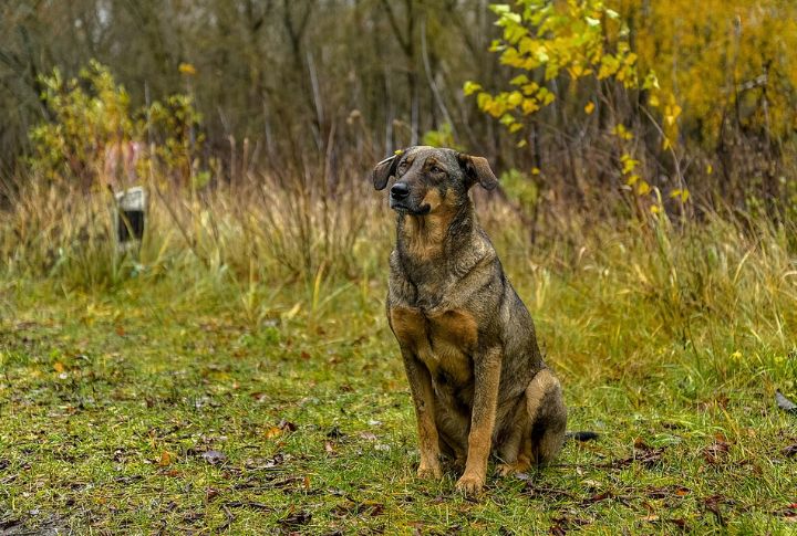 What We’re Learning About The Dogs Living In Chernobyl’s Fallout