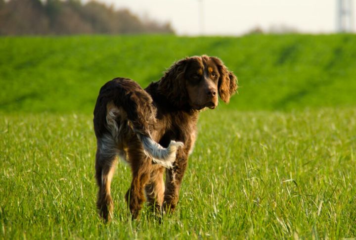 What You Should Know About The Rare Picardy Spaniel Dog