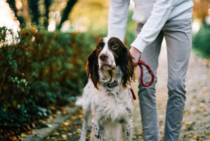 Setter Dogs Share A Name, But That’s Where The Similarities End