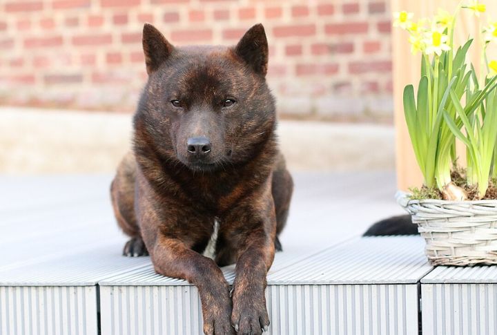 10 Stunning Rare Dog Breeds From Japan