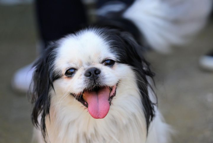 Everything That Makes The Japanese Chin So Easy To Love