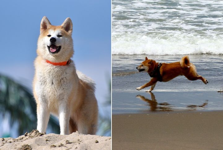 Escape Behavior
