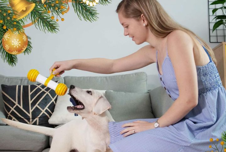 The Real Benefits Of Letting Your Dog Play With Puzzle Toys Daily