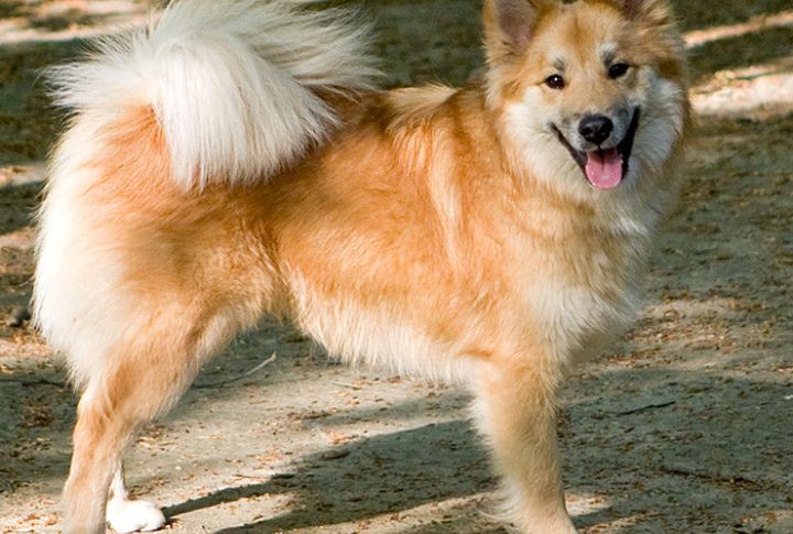 Icelandic Sheepdog