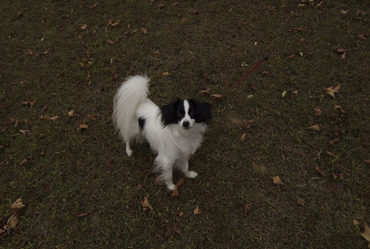 Minimal Barking