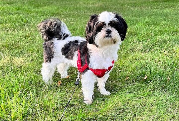 Shih Tzus