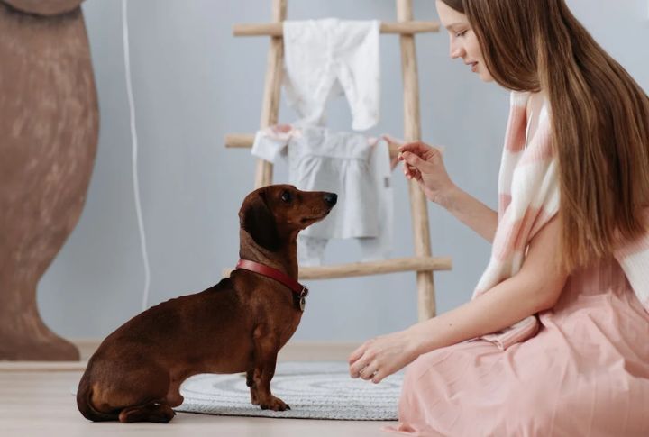 Dachshund