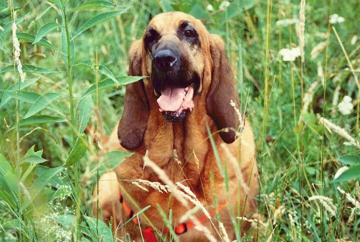 Bloodhound
