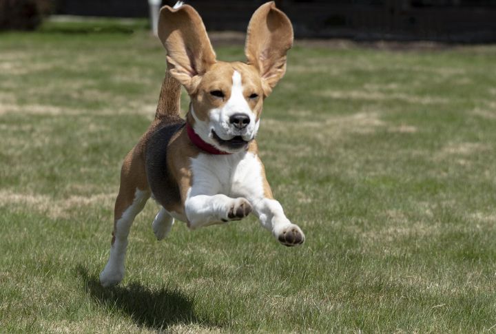 Beagle