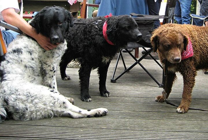 Recognized By The AKC’s Foundation Stock Service