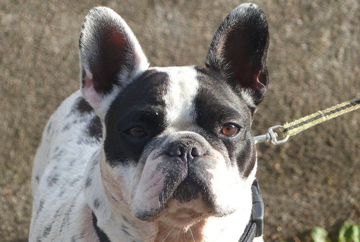 French Bulldog