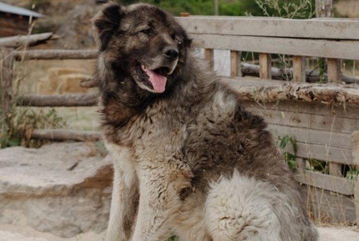 Big Dog With Fast Moves