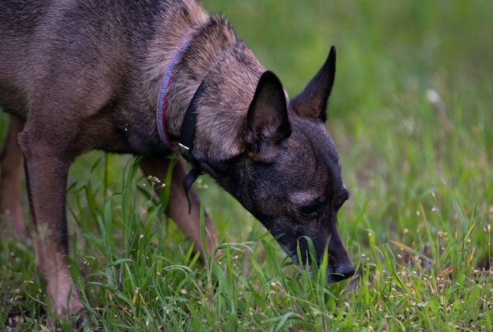 Activates Natural Hunting Instincts