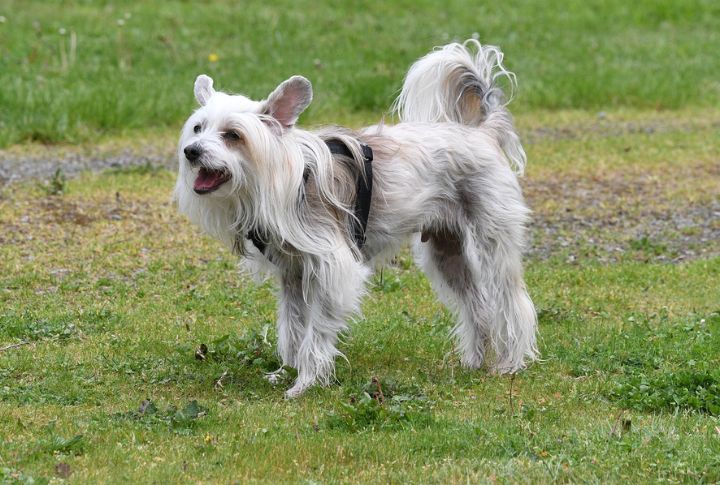Chinese Crested