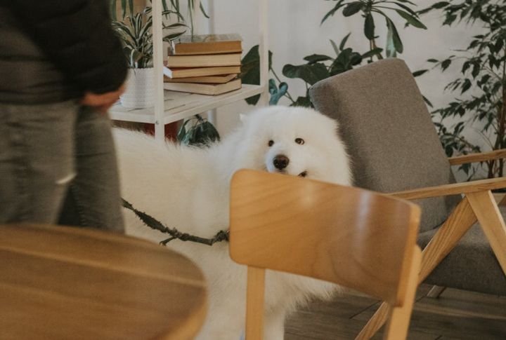 They Adapt Well To Modern Living