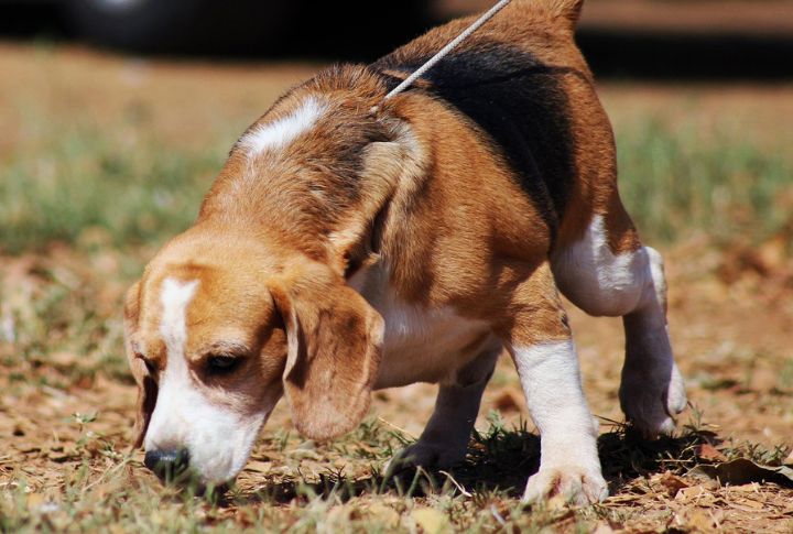 "Are You Comfortable With Enrichment Activities And Training Cues?"