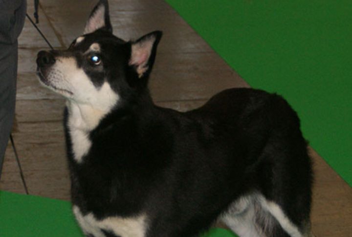 Lapponian Herder