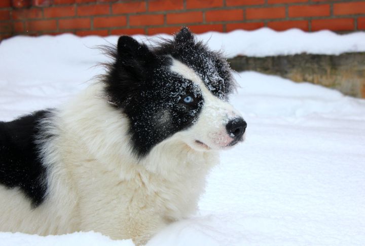 Still Rare Outside Russia
