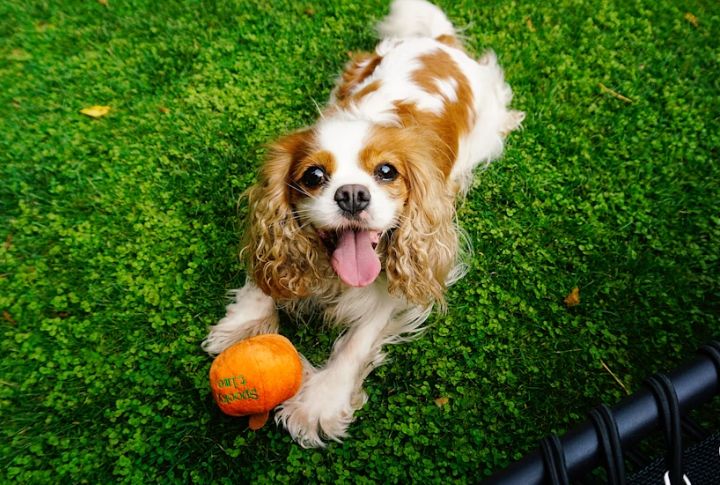 Cavalier King Charles Spaniels