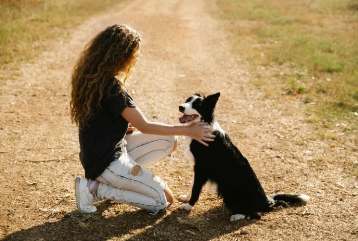Border Collie