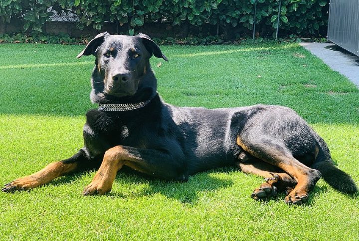 Beauceron