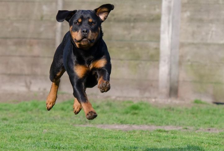 Rottweiler