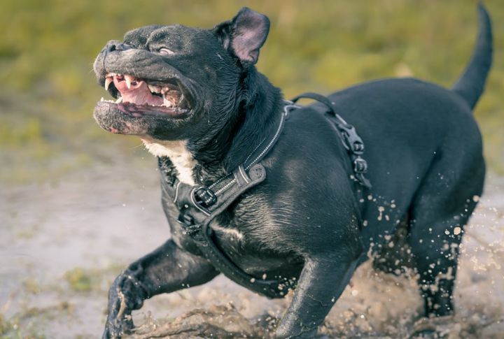 Sudden Aggression Or Confusion Post-Seizure (Postictal State)