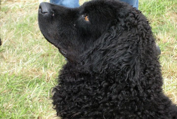 Its Head Is Described As “Bear-Like”