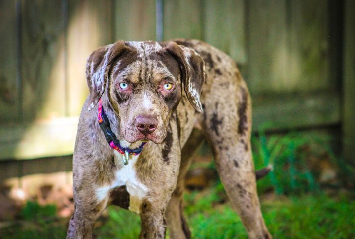 Catahoula Leopard Dog