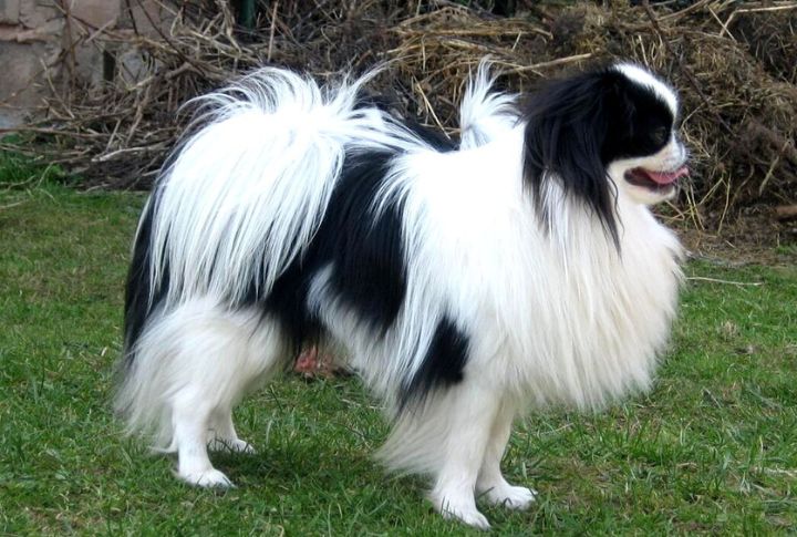 Japanese Chin
