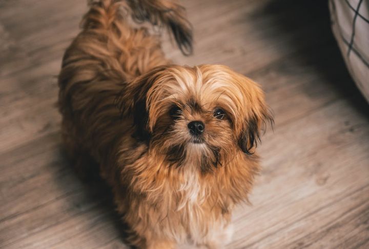 Shih Tzu