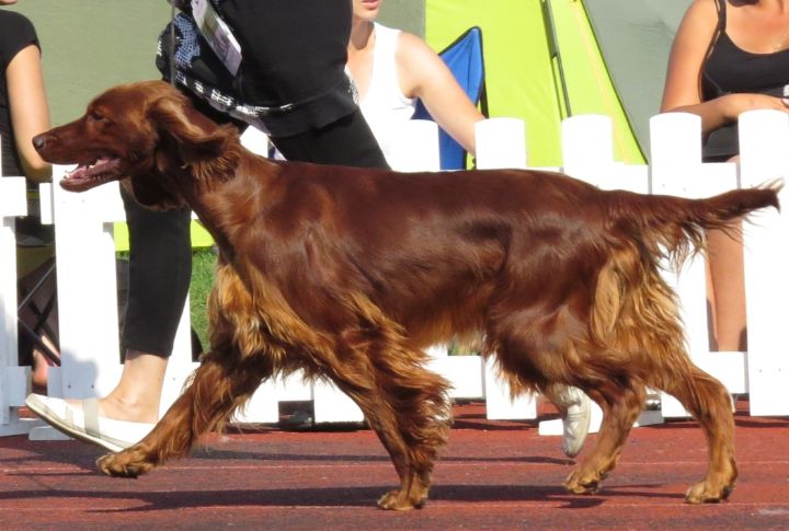 They Excel In Dog Sports