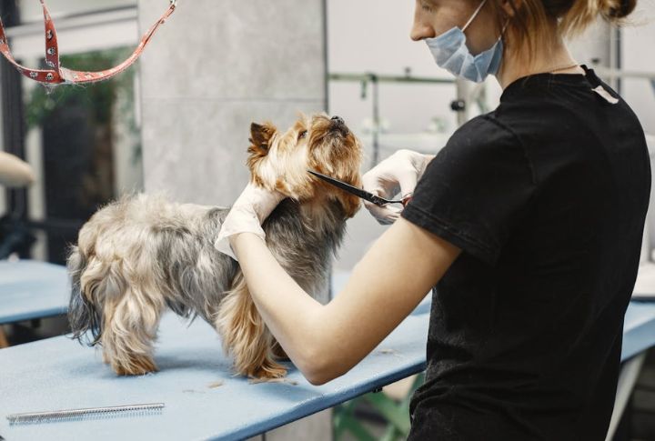 Trim Hair Around The Ear Opening If Needed