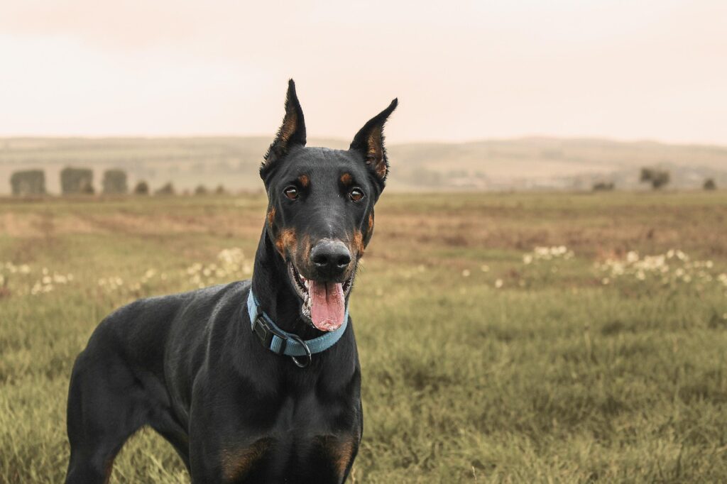 doberman, pinscher, dog, domestic animal, field, meadow, summer, green, tongue, nature, landscape, cute, grass, pet, animal, fur, female dog, black