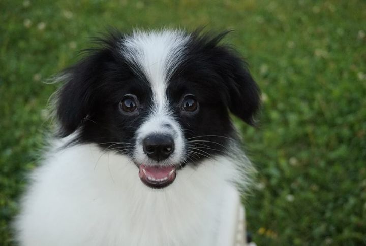 What Makes Phalene Dogs Different Than Every Other Toy Spaniel