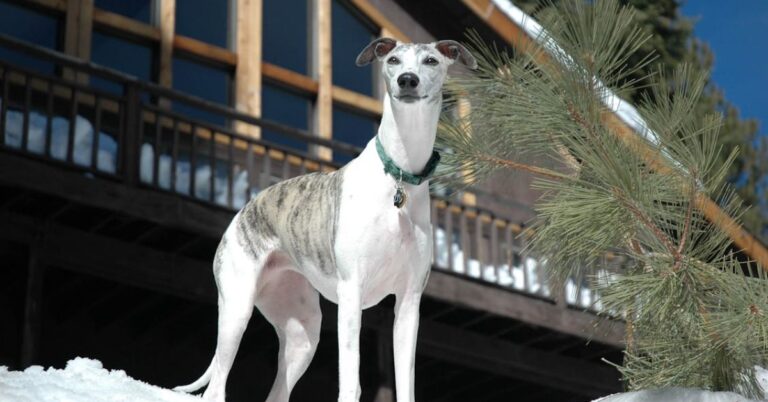 10 Reasons Whippets Win Hearts Everywhere