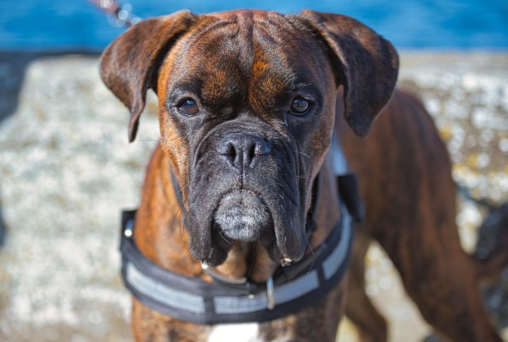 Boxer